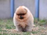 Teddy Bear Boo Yavrular Taksitle Heryere Gönderilir