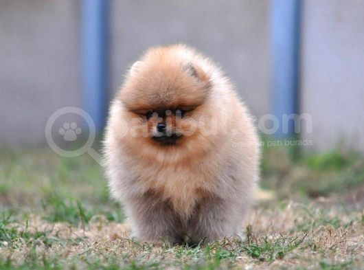 Teddy Bear Boo Yavrular Taksitle Heryere Gönderilir görsel