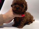 Kg Garanti̇li̇ Toy Poodle Yavrular Her Yere Gönderi̇li̇r