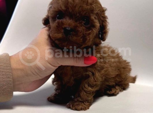 Kg Garanti̇li̇ Toy Poodle Yavrular Her Yere Gönderi̇li̇r görsel