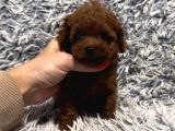 Kg Garanti̇li̇ Toy Poodle Yavrular Her Yere Gönderi̇li̇r