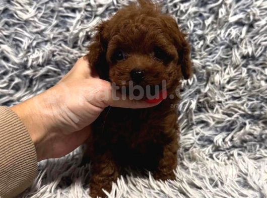 Kg Garanti̇li̇ Toy Poodle Yavrular Her Yere Gönderi̇li̇r görsel