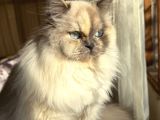 British Short Hair Blue Point Erkek
