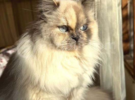 British Long Hair Blue Point Beyaz
