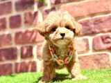 Tüy Dökme Yok Koku yok Maltipoo Bebekler
