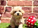 Hipoalerjenik Tüy Dökmeyen Maltipoo