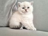 GÜZEL KIZLARIM BRİTİSH 3 DİŞİ BEBEK