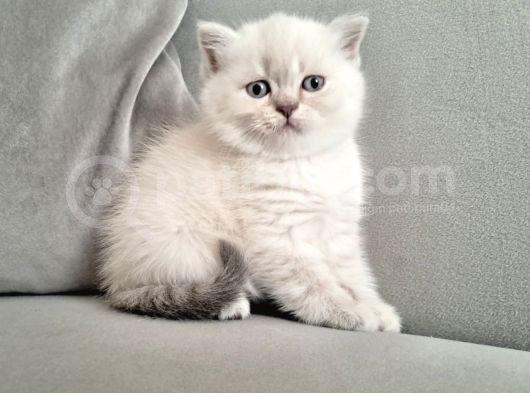 Güzel Kizlarim Bri̇ti̇sh 3 Di̇şi̇ Bebek