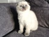 Güzel Yüzlü Bebek