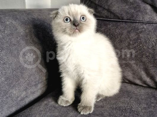 Güzel Yüzlü Bebek görsel