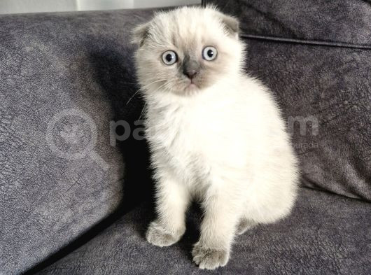 Güzel Yüzlü Bebek görsel