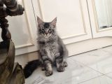 XXL MAİNE COON DEV YAVRU KEDİLER UYGUN VERİCEM