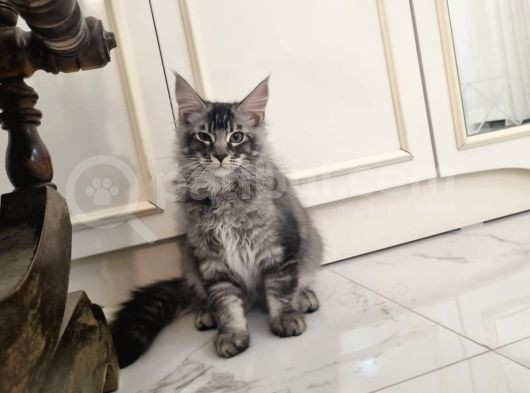 Xxl Mai̇ne Coon Dev Yavru Kedi̇ler Uygun Veri̇cem