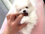 POMERİAN BOO