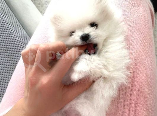 Pomeri̇an Boo