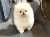 Pomeri̇an Boo