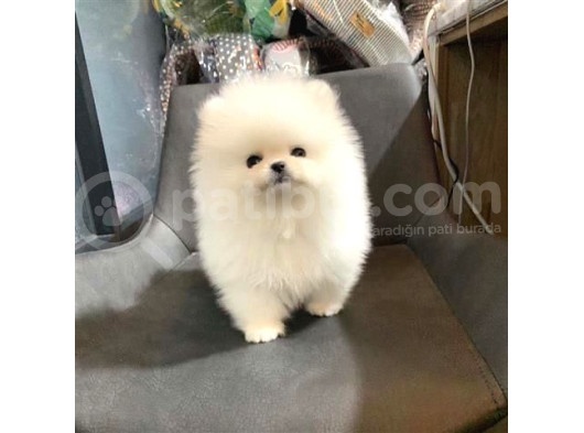 Pomeri̇an Boo görsel