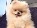 Pomeri̇an Boo