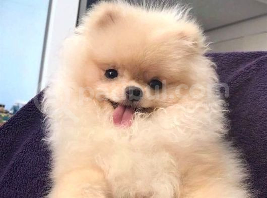 Pomeri̇an Boo görsel