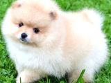 Pomeri̇an Boo