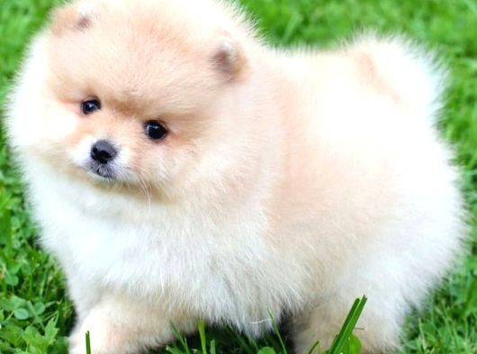 Pomeri̇an Boo görsel