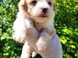 Maltipoo bebeklerim