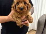 Toy poodle bebekler