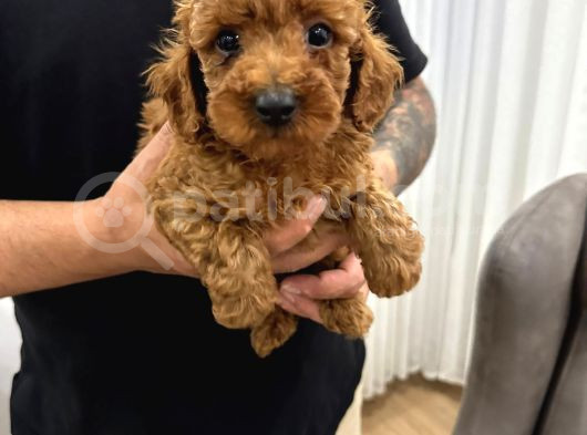 Toy Poodle Bebekler