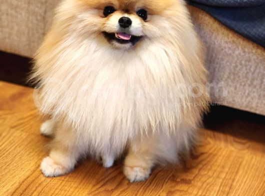 11 Aylık Efsanee Erkek Pomeranian görsel