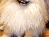 11 Aylık Efsanee Erkek Pomeranian