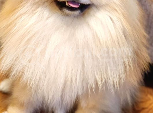 11 Aylık Efsanee Erkek Pomeranian görsel