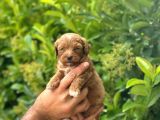 KAPIDA ÖDEMELİ MALTİPO YAVRULAR