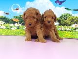 En Özeli̇ En Güzeli̇  Yavrular Poodle