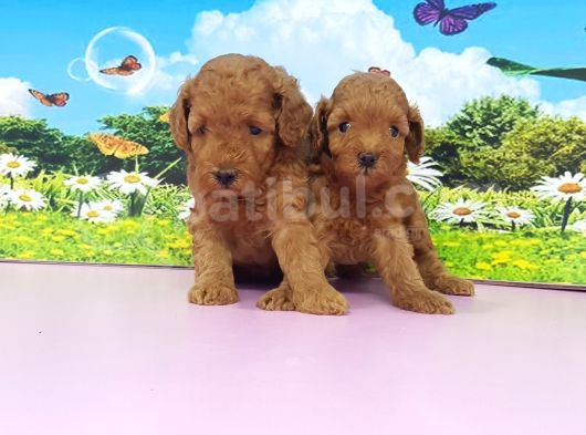 En Özeli̇ En Güzeli̇  Yavrular Poodle görsel