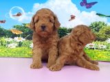 En Özeli̇ En Güzeli̇  Yavrular Poodle