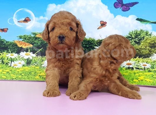 En Özeli̇ En Güzeli̇  Yavrular Poodle görsel