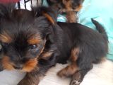 2 Prensesler