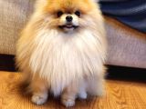 11 Aylık Efsanee Erkek Pomeranian