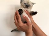british Short Hair Blue Point Erkek