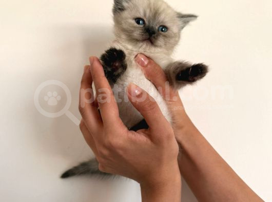 British Short Hair Blue Point Erkek