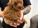 Toy Poodle Bebekler
