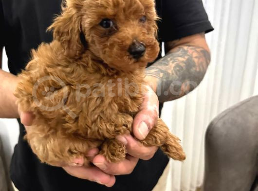 Toy Poodle Bebekler görsel