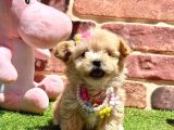 Çok Tatlı Çok Oyuncu Maltipoo Yavrular