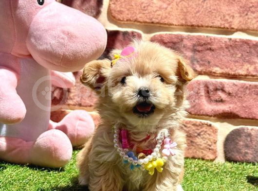 Çok Tatlı Çok Oyuncu Maltipoo Yavrular görsel