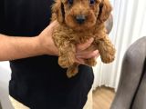 Toy Poodle Bebekler