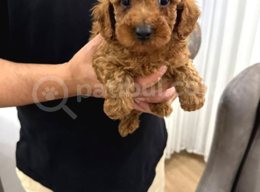 Toy Poodle Bebekler görsel