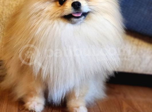11 Aylık Efsanee Erkek Pomeranian görsel