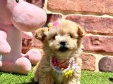 Çok Tatlı Çok Oyuncu Maltipoo Yavrular