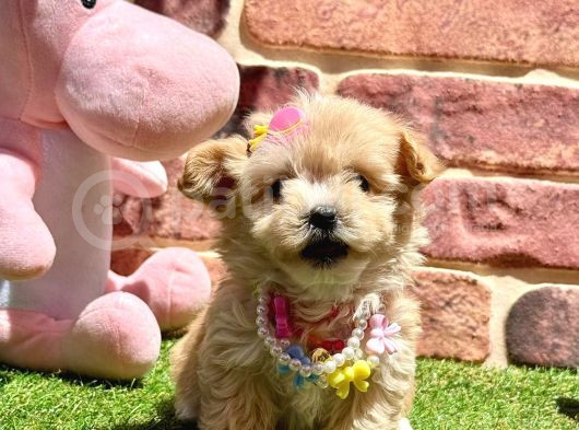 Çok Tatlı Çok Oyuncu Maltipoo Yavrular