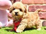 Oyuncu Ve Sosyal Maltipoo Bebekler